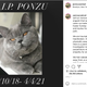 The Weird, Sad, and Hyper-Local Tale of Ponzu, the Influencer Cat Who Died in a Brooklyn Park